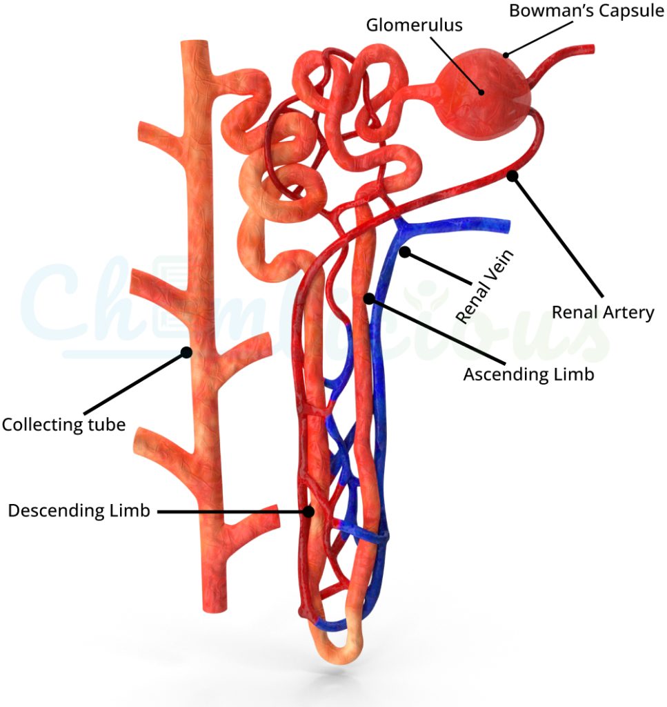 The functional unit of the kidney is the Nephron